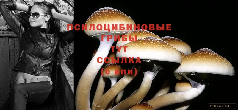 Псилоцибиновые грибы Cubensis  где купить наркоту  ссылка на мегу рабочий сайт  Вязьма 